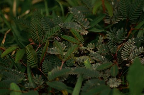 list common weeds in the philippines|PHILIPPINE WEEDS: MIMOSA PUDICA — IKOT.PH.